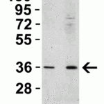 <strong>Figure 3 Western Blot Validation in Human Spleen </strong><br>Loading: 15 μg of lysates per lane.Antibodies: RSPO1, 5171 (Lane 1: 0.5 μg/mL, Lane 2: 1 μg/mL), 1h incubation at RT in 5% NFDM/TBST.Secondary: Goat anti-rabbit IgG HRP conjugate at 1:10000 dilution.