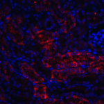 Immunofluorescence of RTP801 in mouse kidney tissue with RTP801 antibody at 20 μg/mL.<br><br>Red: RTP801 Antibody (4495) <br> Blue: DAPI staining