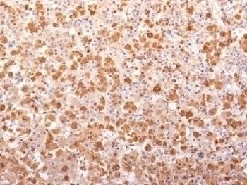 Recombinant ACTH Antibody [r57]