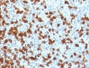 Recombinant PD-1 Antibody [RMPD1-1]