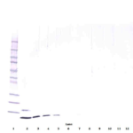 To detect hResistin by Western Blot analysis this antibody can be used at a concentration of 0.20-0.40 ug/ml. Used in conjunction with compatible secondary reagents the detection limit for recombinant hResistin is 0.20-0.40 ng/lane, under non-reducing conditions.