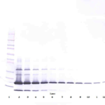 To detect hResistin by Western Blot analysis this antibody can be used at a concentration of 0.20-0.40 ug/ml. Used in conjunction with compatible secondary reagents the detection limit for recombinant hResistin is 0.20-0.40 ng/lane, under non-reducing conditions.