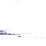 To detect mResistin by Western Blot analysis this antibody can be used at a concentration of 0.1 - 0.2 ug/ml. Used in conjunction with compatible secondary reagents the detection limit for recombinant mResistin is 1.5 - 3.0 ng/lane, under either reducing or non-reducing conditions.