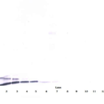 To detect hResistin by Western Blot analysis this antibody can be used at a concentration of 0.1 - 0.2 ug/ml. Used in conjunction with compatible secondary reagents the detection limit for recombinant hResistin is 1.5 - 3.0 ng/lane, under either reducing or non-reducing conditions.