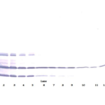 To detect mResistin by Western Blot analysis this antibody can be used at a concentration of 0.1 - 0.2 ug/ml. Used in conjunction with compatible secondary reagents the detection limit for recombinant mResistin is 1.5 - 3.0 ng/lane, under either reducing or non-reducing conditions.