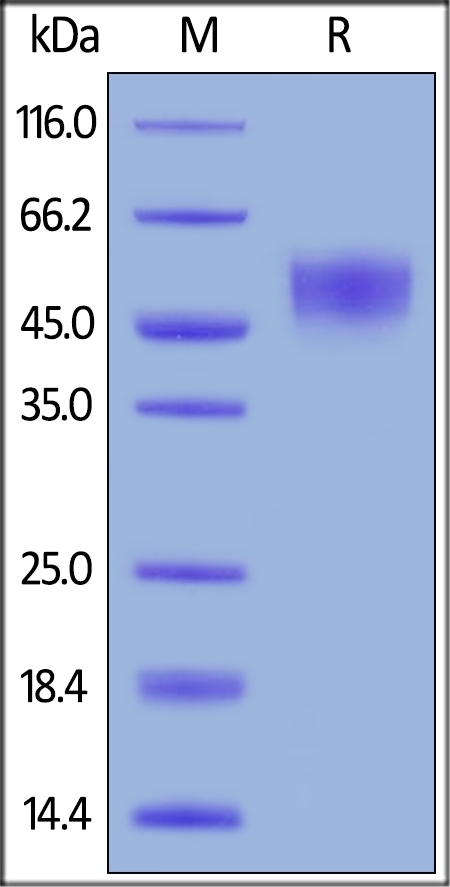 Rhesus macaque CD155 / PVR Recombinant Protein