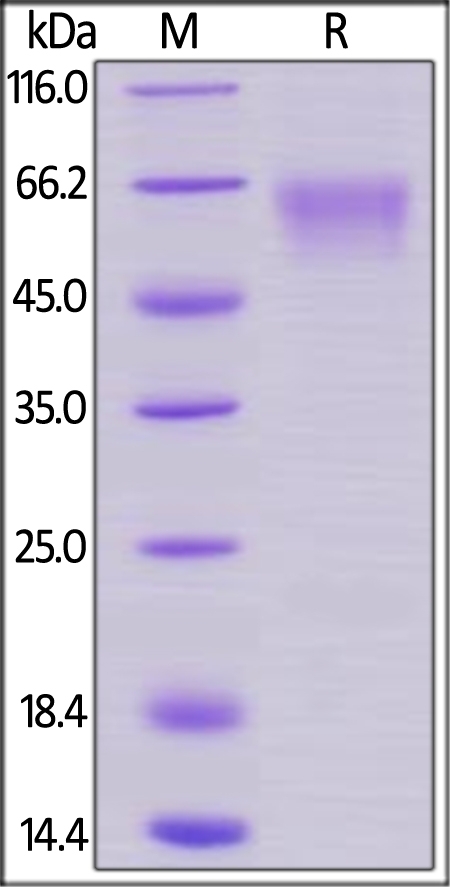 Rhesus macaque CD27 / TNFRSF7 Recombinant Protein