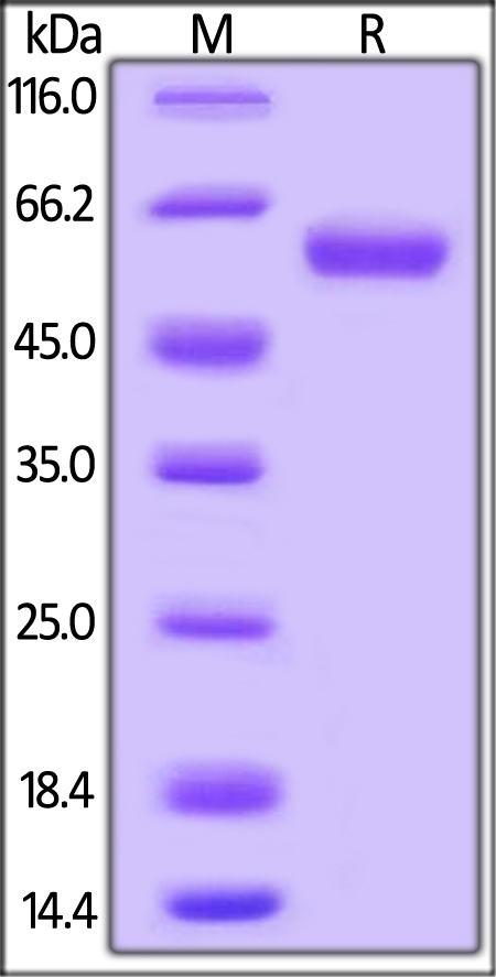 Rhesus macaque LAIR-1 / CD305 Recombinant Protein