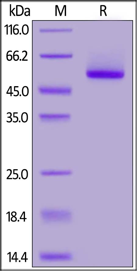 Rhesus macaque Properdin Recombinant Protein