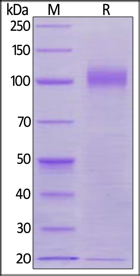 Rhesus macaque Siglec-2 / CD22 Recombinant Protein