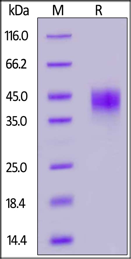 Rhesus macaque / TROP-2 / TACSTD2 Recombinant Protein