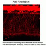 Immunochemical staining of adult mouse retinal section with anti-rhodopsin antibody.  Photo courtesy of Mary Raven.