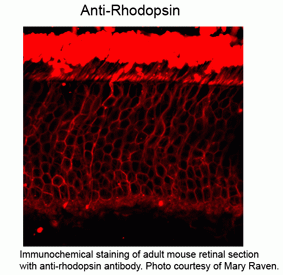 Rhodopsin Antibody [1D4]