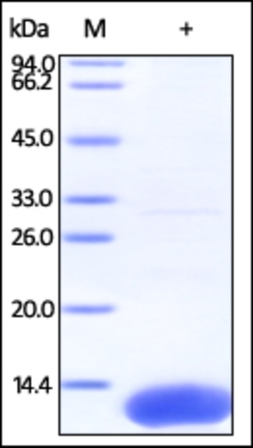 S100A10 Recombinant Protein