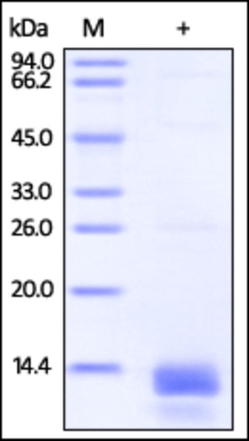 S100A14 Recombinant Protein