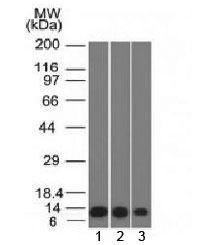 S100A4 Antibody [S100A4/1482]