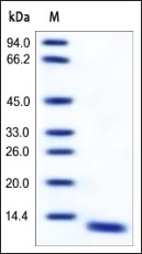 S100A8 Recombinant Protein