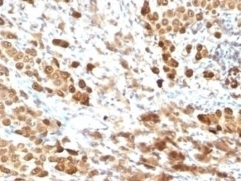S100B Antibody [SPM354]