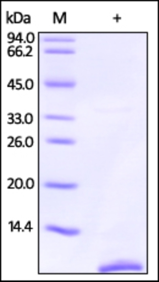 S100P Recombinant Protein