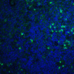 Immunofluorescence of S1P1 in mouse thymus tissue with S1P1 antibody at 20 μg/mL.<br><br>Green: S1P1 Antibody (4809) <br> Blue: DAPI staining