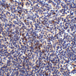 Immunohistochemistry of S1P1 in mouse thymus tissue with S1P1 antibody at 2.5 μg/ml.