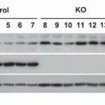 <strong>Figure 5  KO Validation of SAMHD1 in xenograft mice (Kodigepalli et al., 2018)</strong><br>  THP-1 control and SAMHD1 KO (THP-1/KO) cells were injected into NSG (non-obese diabetic/severe combinedimmune deficient-gamma) mice.  Protein expression levels of SAMHD1 were examined by Western blot with anti-SAMHD1 antibodies (8007) and SAMHD1 was not detected in THP-1/KO cells.