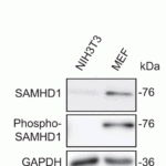 <strong>Figure 12  Western Blot Validation of SAMHD1 (phospho Thr592)  in Mouse Cells (Wang et al.,  2016) </strong><br>WB analysis showed protein expression level of SAMHD1 (phospho Thr592)   detected by anti-SAMHD1 (phospho Thr592) antibody (8005). Mouse SAMHD1 was detected mouse MEF cells