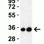 <strong>Figure 2 Western Blot Validation with SARS-CoV-2 (COVID-19) 3CL-PRO (NSP5) Protein</strong><br>Loading: 30 ng per lane of SARS-CoV-2 (COVID-19) 3CL-PRO (NSP5) recombinant protein (10-400).Antibodies: SARS-CoV-2 (COVID-19) 3CL-PRO (NSP5), 9151, 1h incubation at RT in 5% NFDM/TBST.Secondary: Goat anti-rabbit IgG HRP conjugate at 1:10000 dilution.Lane 1: 0.5 μg/mL and Lane 2: 1 μg/mL