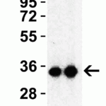 <strong>Figure 3 Western Blot Validation with SARS-CoV-2 (COVID-19) 3CL-PRO (NSP5) Protein</strong><br>Loading: 30 ng per lane of SARS-CoV-2 (COVID-19) 3CL-PRO (NSP5) recombinant protein (10-400).Antibodies: SARS-CoV-2 (COVID-19) 3CL-PRO (NSP5), 9153, 1h incubation at RT in 5% NFDM/TBST.Secondary: Goat anti-rabbit IgG HRP conjugate at 1:10000 dilution.Lane 1: 0.5 μg/mL and Lane 2: 1 μg/mL