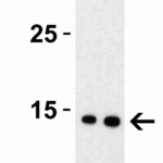 <strong>Figure 3 Western Blot Validation with SARS-CoV-2 (COVID-19) Membrane Protein</strong><br>Loading: 30 ng per lane of SARS-CoV-2 (COVID-19) membrane protein (10-429).Antibodies: SARS-CoV-2 (COVID-19) membrane, 9157, 1h incubation at RT in 5% NFDM/TBST.Secondary: Goat anti-rabbit IgG HRP conjugate at 1:10000 dilution.Lane 1: 0.25 μg/mL and Lane 2: 0.5 μg/mL