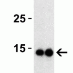 <strong>Figure 3 Western Blot Validation with SARS-CoV-2 (COVID-19) Membrane Protein</strong><br>Loading: 30 ng per lane of SARS-CoV-2 (COVID-19) membrane protein (10-429).Antibodies: SARS-CoV-2 (COVID-19) membrane, 9165, 1h incubation at RT in 5% NFDM/TBST.Secondary: Goat anti-rabbit IgG HRP conjugate at 1:10000 dilution.Lane 1: 0.25 μg/mL andLane 2: 0.5 μg/mL
