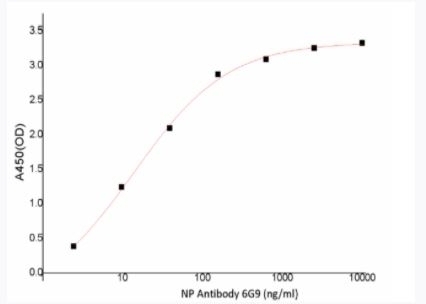 SARS-CoV-2 (COVID-19) Nucleocapsid Antibody [6G9]