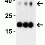 <strong>Figure 3 Western Blot Validation with SARS-CoV-2 (COVID-19) NSP10 Protein</strong><br>Loading: 30 ng per lane of SARS-CoV-2 (COVID-19) NSP10 recombinant protein (10-408).Antibodies: SARS-CoV-2 (COVID-19) NSP10, 9179, 1h incubation at RT in 5% NFDM/TBST.Secondary: Goat anti-rabbit IgG HRP conjugate at 1:10000 dilution.Lane 1: 1 μg/mL Lane 2: 2 μg/mLLane 3: 4 μg/mL