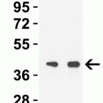 <strong>Figure 2 Western Blot Validation with SARS-CoV-2 (COVID-19) NSP15 Protein</strong><br>Loading: 30 ng per lane of SARS-CoV-2 (COVID-19) NSP15 recombinant protein (10-420).Antibodies: SARS-CoV-2 (COVID-19) NSP15, 9269, 1h incubation at RT in 5% NFDM/TBST.Secondary: Goat anti-rabbit IgG HRP conjugate at 1:10000 dilution.Lane 1: 0.5 μg/mL and Lane 2: 1 μg/mL