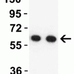 <strong>Figure 3 Western Blot Validation with SARS-CoV-2 (COVID-19) NSP16 Protein</strong><br>Loading: 30 ng per lane of SARS-CoV-2 (COVID-19) NSP16 recombinant protein (10-418).Antibodies: SARS-CoV-2 (COVID-19) NSP16, 9271, 1h incubation at RT in 5% NFDM/TBST.Secondary: Goat anti-rabbit IgG HRP conjugate at 1:10000 dilution.Lane 1: 1 μg/mL and Lane 2: 2 μg/mL