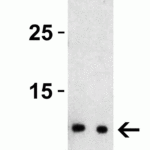 <strong>Figure 2 Western Blot Validation with SARS-CoV-2 (COVID-19) NSP8 Protein</strong><br>Loading: 30 ng per lane of SARS-CoV-2 (COVID-19) NSP8 protein (10-415).Antibodies: SARS-CoV-2 (COVID-19) NSP8, 9167, 1h incubation at RT in 5% NFDM/TBST.Secondary: Goat anti-rabbit IgG HRP conjugate at 1:10000 dilution.Lane 1: 0.5 μg/mL and Lane 2: 1 μg/mL
