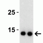 <strong>Figure 2 Western Blot Validation with SARS-CoV-2 (COVID-19) NSP9 Protein</strong><br>Loading: 30 ng per lane of SARS-CoV-2 (COVID-19) NSP9 recombinant protein (10-417).Antibodies: SARS-CoV-2 (COVID-19) NSP9, 9163, 1h incubation at RT in 5% NFDM/TBST.Secondary: Goat anti-rabbit IgG HRP conjugate at 1:10000 dilution.Lane 1: 0.5 μg/mL and Lane 2: 1 μg/mL