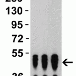 <strong>Figure 4 Western Blot Validation with SARS-CoV-2 (COVID-19) Nucleocapsid Recombinant Protein</strong><br>Loading: 50 ng per lane of SARS-CoV-2 (COVID-19) Nucleocapsid recombinant protein.  Antibodies: SARS-CoV-2 (COVID-19) Nucleocapsid, 9099, 1h incubation at RT  in 5% NFDM/TBST.  Secondary: Goat anti-rabbit IgG HRP conjugate at 1:10000 dilution. Lane 1: 0.5 μg/mL, Lane 2: 1 μg/mL and Lane 3: 2 μg/mL.