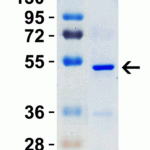 <strong>Figure 1 SDS-PAGE Validation with SARS-CoV-2 (COVID-19) Nucleocapsid Recombinant Protein </strong><br>Loading: 1 μg SARS-CoV-2  (COVID-19) Nucleocapsid recombinant protein, 10-306.  Observed: 50kD