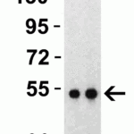 <strong>Figure 3 Western Blot Validation with SARS-CoV-2 (COVID-19) Nucleocapsid Recombinant Protein</strong><br>Loading: 30 ng per lane of SARS-CoV-2  (COVID-19) Nucleocapsid recombinant protein, 10-306.  Antibodies: SARS-CoV-2 (COVID-19) Nucleocapsid, 9103, 1h incubation at RT  in 5% NFDM/TBST.  Secondary: Goat anti-rabbit IgG HRP conjugate at 1:10000 dilution. Lane 1: 1 μg/mLand Lane 2: 2 μg/mL.