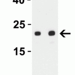 <strong>Figure 3 Western Blot Validation with SARS-CoV-2 (COVID-19) ORF3b Protein</strong><br>Loading: 30 ng per lane of SARS-CoV-2 (COVID-19) ORF3b recombinant protein (10-005).Antibodies: SARS-CoV-2 (COVID-19) ORF3b, 9279, 1h incubation at RT in 5% NFDM/TBST.Secondary: Goat anti-rabbit IgG HRP conjugate at 1:10000 dilution.Lane 1: 0.25 μg/mL and Lane 2: 0.5 μg/mL