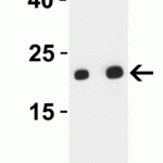 <strong>Figure 2 Western Blot Validation with SARS-CoV-2 (COVID-19) ORF3b Protein</strong><br>Loading: 30 ng per lane of SARS-CoV-2 (COVID-19) ORF3b recombinant protein (10-005).Antibodies: SARS-CoV-2 (COVID-19) ORF3b, 9281, 1h incubation at RT in 5% NFDM/TBST.Secondary: Goat anti-rabbit IgG HRP conjugate at 1:10000 dilution.Lane 1: 0.25 μg/mL and Lane 2: 0.5 μg/mL