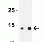 <strong>Figure 3 Western Blot Validation with SARS-CoV-2 (COVID-19) ORF8 Protein</strong><br>Loading: 30 ng per lane of SARS-CoV-2 (COVID-19) ORF8 recombinant protein (10-436).Antibodies: SARS-CoV-2 (COVID-19) ORF8, 9287, 1h incubation at RT in 5% NFDM/TBST.Secondary: Goat anti-rabbit IgG HRP conjugate at 1:10000 dilution.Lane 1: 1 μg/mL and Lane 2: 2 μg/mL