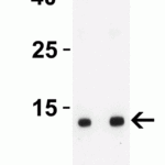 <strong>Figure 1 Western Blot Validation with SARS-CoV-2 (COVID-19) ORF8 Protein</strong><br>Loading: 30 ng per lane of SARS-CoV-2 (COVID-19) ORF8 recombinant protein (10-436).Antibodies: SARS-CoV-2 (COVID-19) ORF8, 9289, 1h incubation at RT in 5% NFDM/TBST.Secondary: Goat anti-rabbit IgG HRP conjugate at 1:10000 dilution.Lane 1: 1 μg/mL and Lane 2: 2 μg/mL