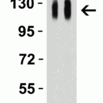 <strong>Figure 4 Western Blot Validation with SARS-CoV-2 (COVID-19) Spike S1 Recombinant Protein </strong><br>Loading: 50 ng per lane of SARS-CoV-2  (COVID-19) Spike S1 recombinant protein (97-087).  Antibodies: SARS-CoV-2 (COVID-19) Spike (cleavage site), 9091, 1h incubation at RT  in 5% NFDM/TBST.  Secondary: Goat anti-rabbit IgG HRP conjugate at 1:10000 dilution. Lane 1: 1 μg/mL and Lane 2: 2 μg/mL.