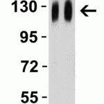 <strong>Figure 4 Western Blot Validation with SARS-CoV-2 (COVID-19) Spike Recombinant Protein </strong><br>Loading: 50 ng per lane of SARS-CoV-2  (COVID-19) Spike S1 recombinant protein (97-087.  Antibodies: SARS-CoV-2 (COVID-19) Spike (cleavage site), 9095, 1h incubation at RT  in 5% NFDM/TBST.  Secondary: Goat anti-rabbit IgG HRP conjugate at 1:10000 dilution. Lane 1: 2.5 µg/mL and Lane 2: 5 µg/mL.
