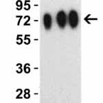 <strong>Figure 6 Western Blot Validation with SARS-CoV-2 (COVID-19) Spike Recombinant Protein </strong><br>Loading: 30 ng per lane of SARS-CoV-2  (COVID-19) Spike RBD+SD1+SD2 recombinant protein, 10-305.  Antibodies: SARS-CoV-2 (COVID-19) Spike (cleavage site), 9091, 1h incubation at RT  in 5% NFDM/TBST.  Secondary: Goat anti-rabbit IgG HRP conjugate at 1:10000 dilution. Lane 1: 1 μg/mL, Lane 2: 2 μg/mL and Lane 3: 4 μg/mL.