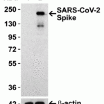 <strong>Figure 3 Overexpression Validation in Spike Transfected 293 Cells </strong><br>Loading: 10 μg per lane of 293 cell lysate.  Antibodies: SARS-CoV-2 (COVID-19) Spike (cleavage site), 9091 (0.5 μg/mL), 1h incubation at RT in 5% NFDM/TBST.  Secondary: Goat anti-rabbit IgG HRP conjugate at 1:10000 dilution.  Lane 1: WT 293 cells and Lane 2: SARS-CoV-2 Spike overexpressed 293 cells