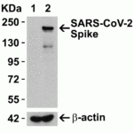 <strong>Figure 2 Overexpression Validation in Spike Transfected 293 Cells </strong><br>Loading: 15 μg per lane of 293 cell lysate.  Antibodies: SARS-CoV-2 (COVID-19) Spike (cleavage site), 9095 (4 μg/mL), 1h incubation at RT in 5% NFDM/TBST.  Secondary: Goat anti-rabbit IgG HRP conjugate at 1:10000 dilution.  Lane 1: WT 293 cells and Lane 2: SARS-CoV-2 Spike overexpressed 293 cells