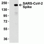 <strong>Figure 12 Overexpression Validation in Spike Transfected 293 Cells </strong><br>Loading: 15 μg per lane of 293 cell lysate.Antibodies: SARS-CoV-2 (COVID-19) Spike, 3525 (1 μg/mL), 1h incubation at RT in 5% NFDM/TBST.Secondary: Goat anti-rabbit IgG HRP conjugate at 1:10000 dilution.Lane 1: WT 293 cells andLane 2: SARS-CoV-2 Spike overexpressed 293 cells
